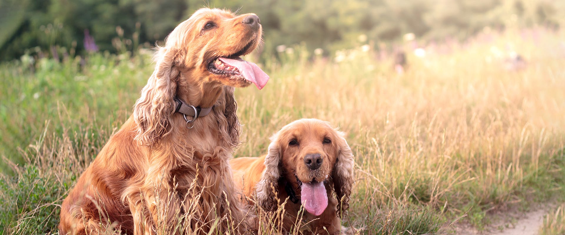 Classic cocker online spaniel cut
